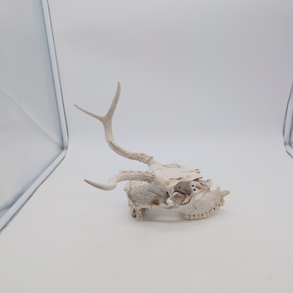Abnormal Decorative Antlered Deer Skull For Art Projects - Picture 5 of 5